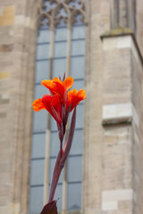 orange flowers before a wall