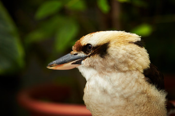 Kookaburra bird in the park 