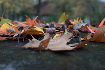 Close-up shot of autumn leaves on the ground in a park.