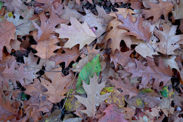 Close-up background of autumn leaves of different colors.