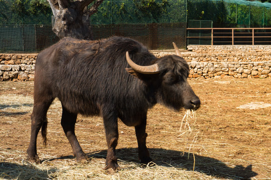 image of a buffalo in captivity