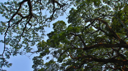Fototapeta premium shady trees, seen from below with blue sky