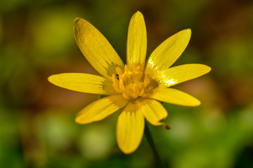 Macro of buttercup (Ranunculus) in bloom, springtime