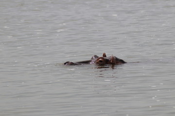 Hippos in the Lake Edward in Uganda