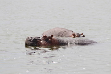Hippos in the Lake Edward in Uganda