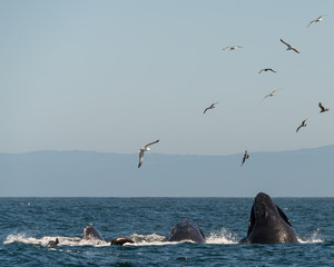 Fototapeta premium Buckelwal