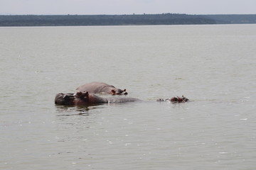 Hippos at the Lake Edward in Uganda