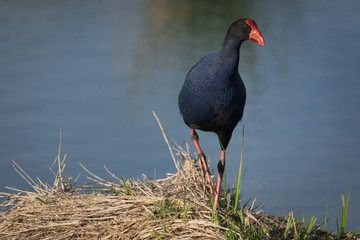 Purple Swamphen, native Australian water bird in natural surround.