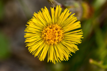 Macro of the Tussilago farfara, coltsfoot in bloom, springtime