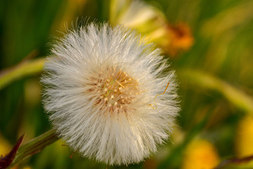 Macro of the Tussilago farfara, coltsfoot in bloom, springtime