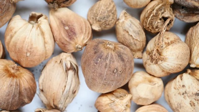 top view herb medicine BaiDouKou or Amomi Fructus Rotundus or Whitefruit Amomim Fruit rotate and pause