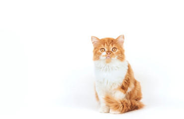 Fluffy ginger kitten sits on a white background.