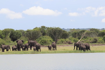 Fototapeta na wymiar Elephants at the Lake Edward in Uganda