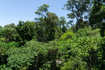 a view of the green rainforest in the north of Australia