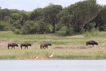 Buffalos at the shore of the Lake Edward in Uganda
