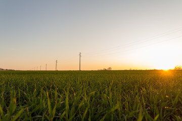 A line of electric poles with cables of electricity in a field with a forest in background in...