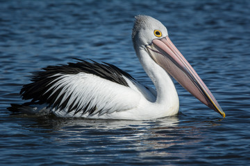 Fototapeta na wymiar Australian Pelican, solitary bird swimming.