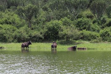 Obraz na płótnie Canvas Buffalos at the shore of the Lake Edward in Uganda