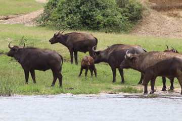 Fototapeta na wymiar Buffalos at the Lake Edward in Uganda