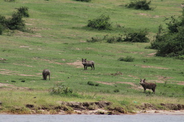Warthogs at the Lake Edward in Uganda