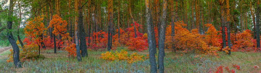 panorama of autumn forest with red leaves