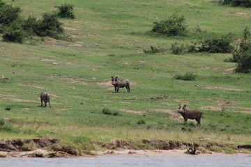 Warthogs at the Lake Edward in Uganda