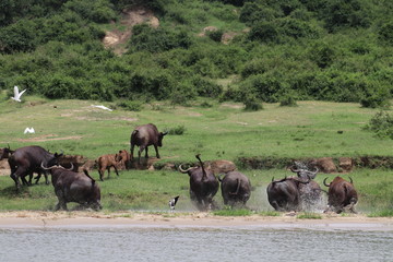 Buffallos at the Lake Edward in Uganda
