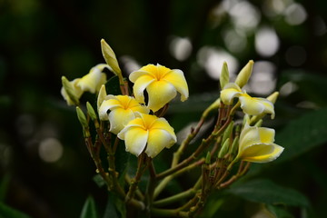 Obraz premium Plumeria flower blooming.Beautiful flowers in the garden Blooming in the summer.Landscaped Formal Garden. 