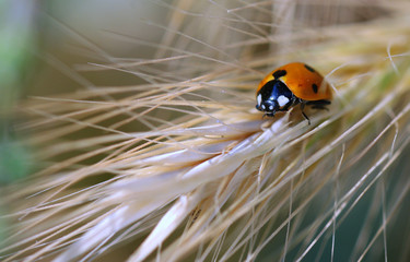 ladybug on leaf