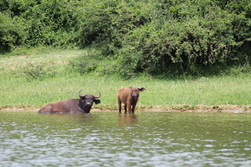 Naklejka na ściany i meble Buffallos at the Lake Edward in Uganda