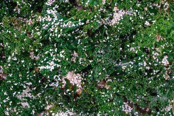 Close up of detox salad bowl. Healthy raw kale and quinoa salad with feta cheese and walnut on wooden background. Top view. Flat lay.