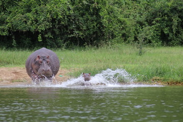 Hippos at the Lake Edward in Uganda