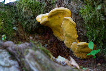 yellow sulphur porring on a tree