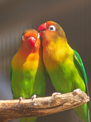 Naklejka na ściany i meble Lovebirds parrots in the zoo