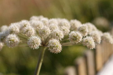 Obraz premium field plant with flowers in inflorescence umbrella close up