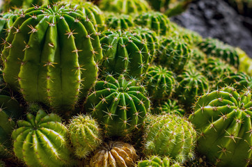 サボテン　cactus