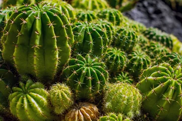 Fotobehang サボテン　cactus © satoru