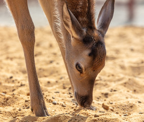 Portrait of a deer in the park