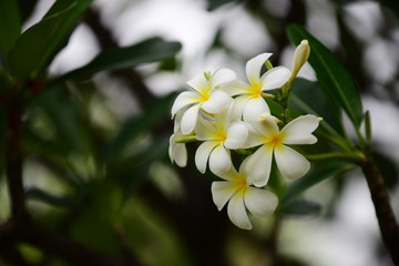 Obraz na płótnie Canvas Colorful white flowers in the garden. Plumeria flower blooming. 