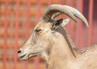 Portrait of a goat in the park