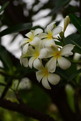 Colorful white flowers in the garden. Plumeria flower blooming.	