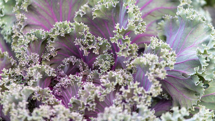 Leaves of decorative cabbage on the nature