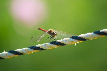 ロープにとまる赤とんぼ