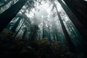 Mammutbäume © Lichtbildidealisten