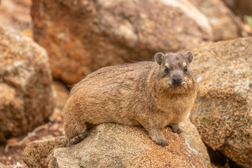 Rock hyrax ( klipdassie, dassie) on a rock looking at the camera, Pilanesberg National Park, South Africa.