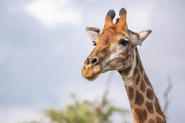 Close up of a giraffe head with an oxpecker between the horns, against a bokeh background