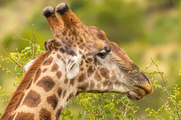 Head of a male giraffe ( Giraffa Camelopardalis), Pilanesberg National Park, South Africa.