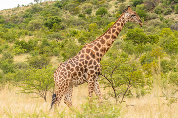 Naklejka na ściany i meble One giraffe walk through the savannah, Pilanesberg National Park, South Africa.
