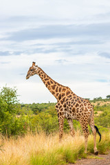 Giraffe ( Giraffa Camelopardalis) walking with neck in the blue sky, Pilanesberg National Park, South Africa.
