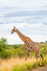 Giraffe ( Giraffa Camelopardalis) walking with neck in the blue sky, Pilanesberg National Park,...